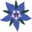 Borrage flower